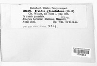 Exidia glandulosa image